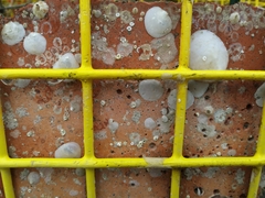 Crepidula plana