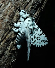 Kamalia australis