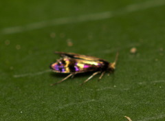 Micropterigidae