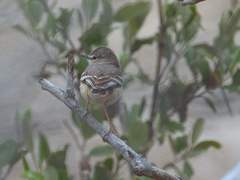 Muscigralla brevicauda