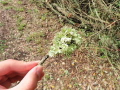 Parmotrema hypoleucinum