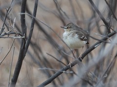 Muscigralla brevicauda