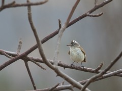 Pseudelaenia leucospodia