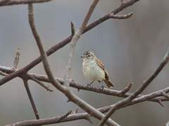 Pseudelaenia leucospodia