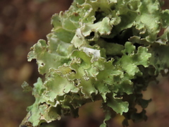 Parmotrema hypoleucinum