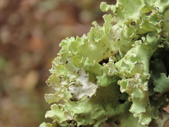 Parmotrema hypoleucinum