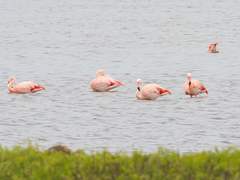 Phoenicopterus chilensis