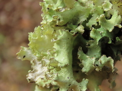 Parmotrema hypoleucinum