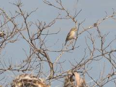 Sicalis taczanowskii