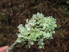 Parmotrema hypoleucinum