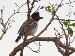 Thamnophilus bernardi