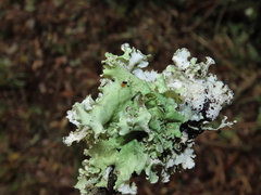 Parmotrema hypoleucinum