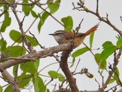 Synallaxis stictothorax