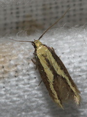 Opogona stenocraspeda