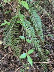 Blechnum molle