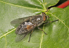 Hybomitra bimaculata