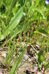 Juncus parryi
