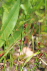 Juncus parryi