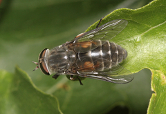 Hybomitra bimaculata