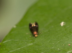 Micropterigidae