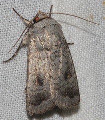Proteuxoa amaurodes