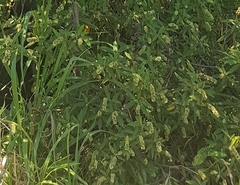 Varronia curassavica