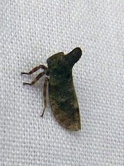 Microcentrus perditus