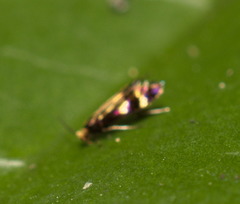 Micropterigidae