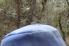 Austroargiolestes isabellae