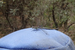 Austroargiolestes isabellae