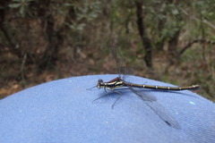 Austroargiolestes isabellae