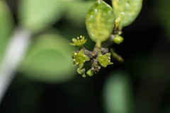 Maytenus vitis-idaea