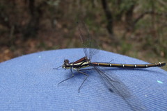 Austroargiolestes isabellae