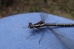 Austroargiolestes isabellae