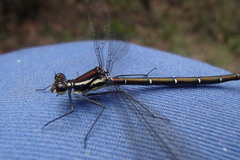 Austroargiolestes isabellae