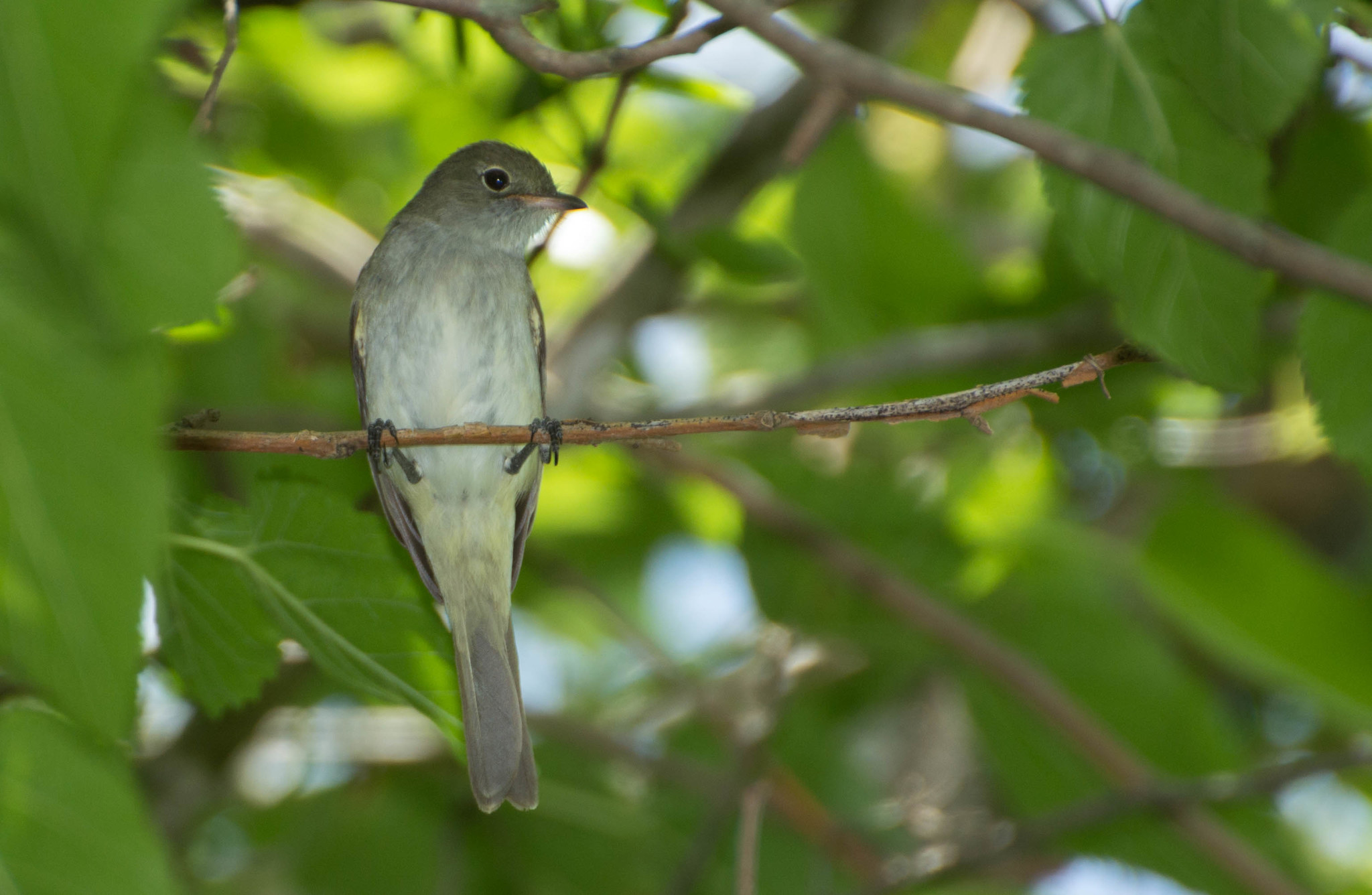 Small-billed Elaenia (Elaenia parvirostris)