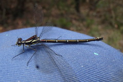 Austroargiolestes isabellae