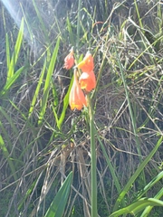 Stenomesson aurantiacum