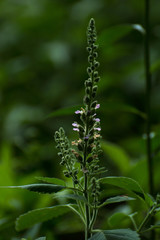 Teucrium vesicarium