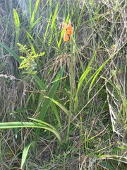 Stenomesson aurantiacum