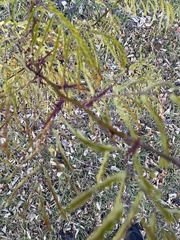 Gleditsia triacanthos