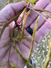 Gleditsia triacanthos