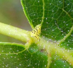 Crypturaphis grassii