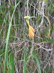 Stenomesson aurantiacum