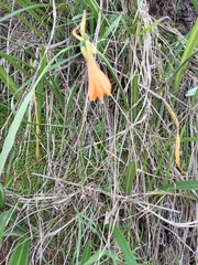 Stenomesson aurantiacum