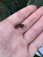 Amarinus lacustris