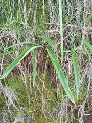 Stenomesson aurantiacum