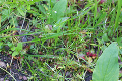 Linanthus harknessii