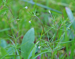 Linanthus harknessii