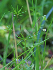 Linanthus harknessii